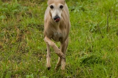 Il Drissethound