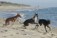 Fun on the beach